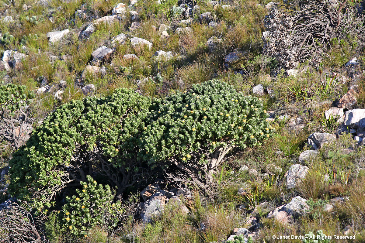 Leucospermum conocarpodendron-Table Mountain