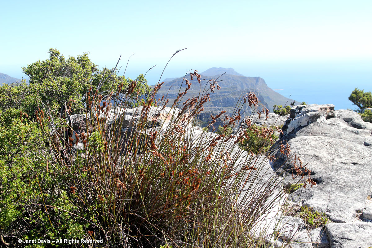 Thamnochortus insignis-Table Mountain