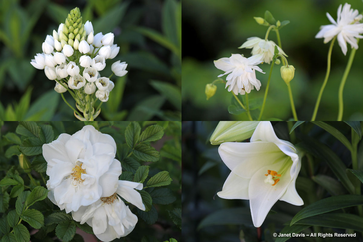 White Flowers-Stellenberg