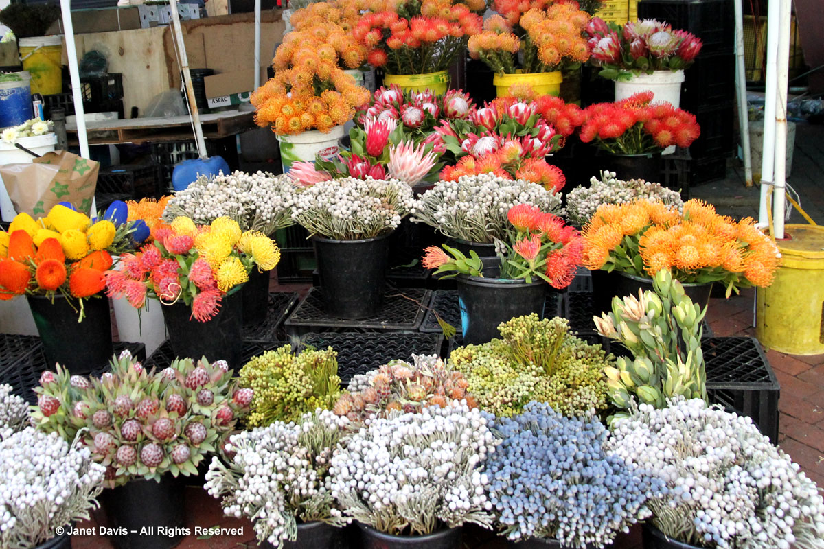 Adderley Street Flower Market-Capetown2