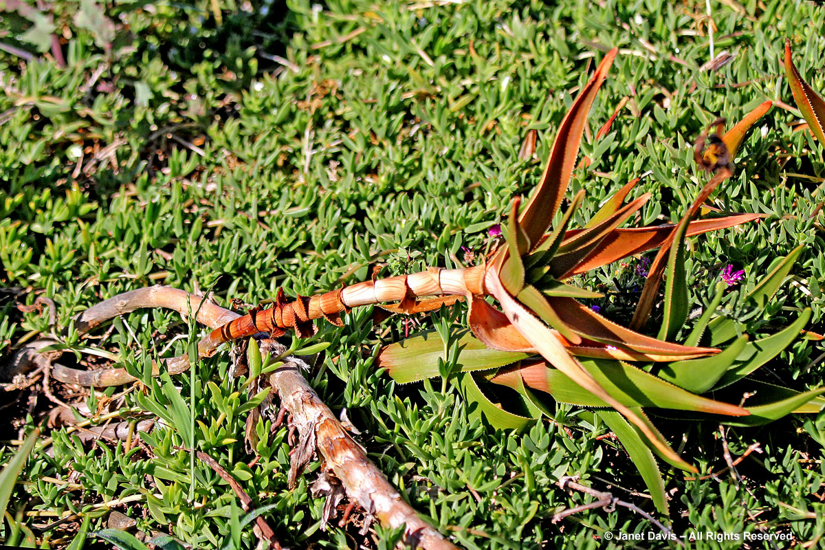 Aloe commixta-Peninsula rambling aloe
