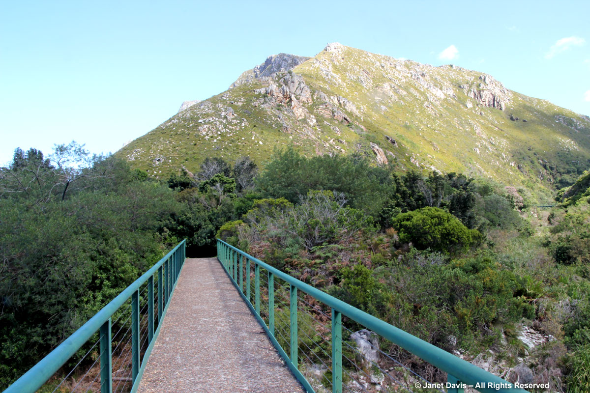 Bridge to Fynbos trail-Harold Porter BG