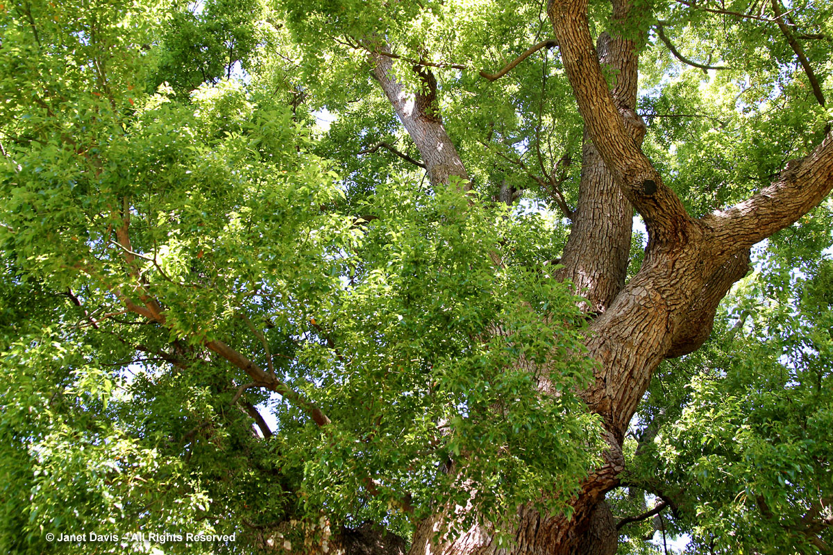 Camphor tree-Cinnamomum camphora-Vergelegen