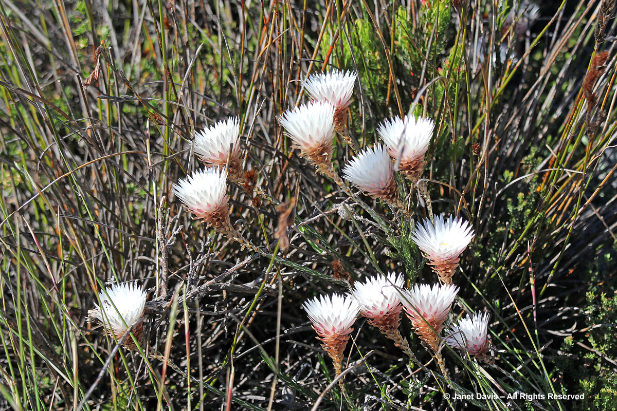 Edmondia sesamoides-Table Mountain