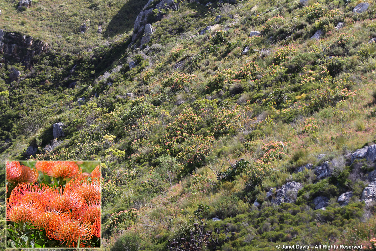 Fynbos-Leucospermum cordifolium