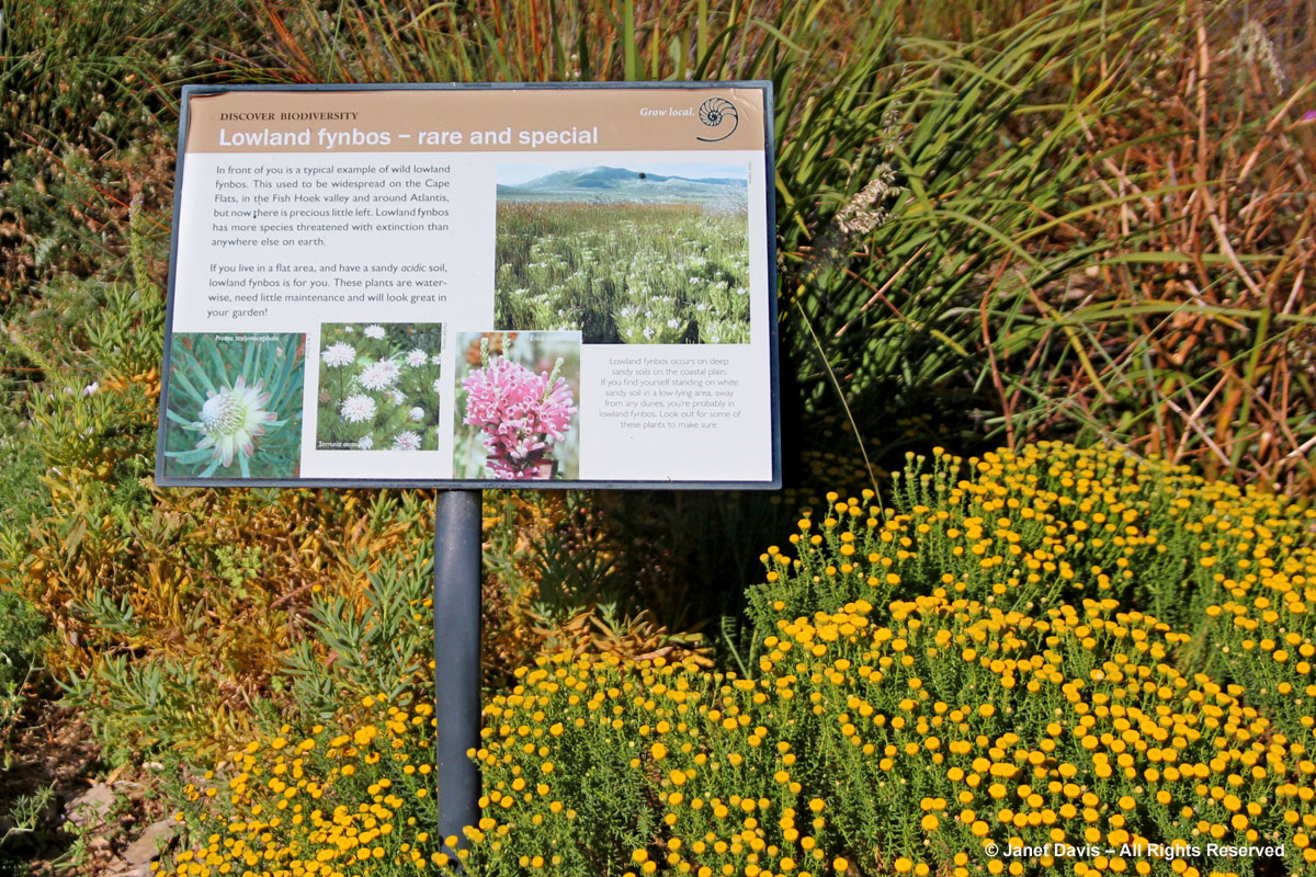 Lowland Fynbos plants-Green Point Biodiversity Park