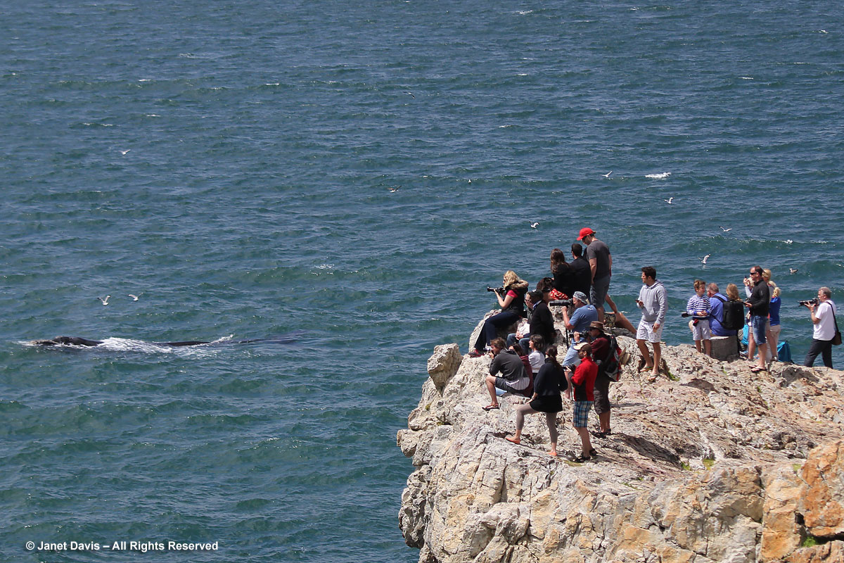 Photographing whales at Hermanus