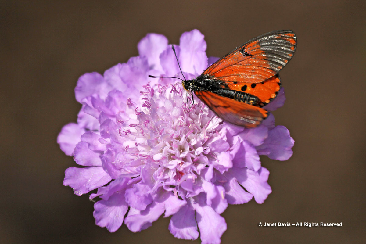 Scabiosa incisa & Acraea butterfly