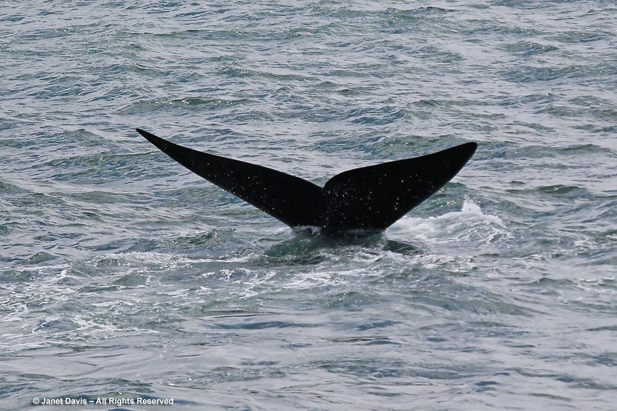 Southern right Whale fluke