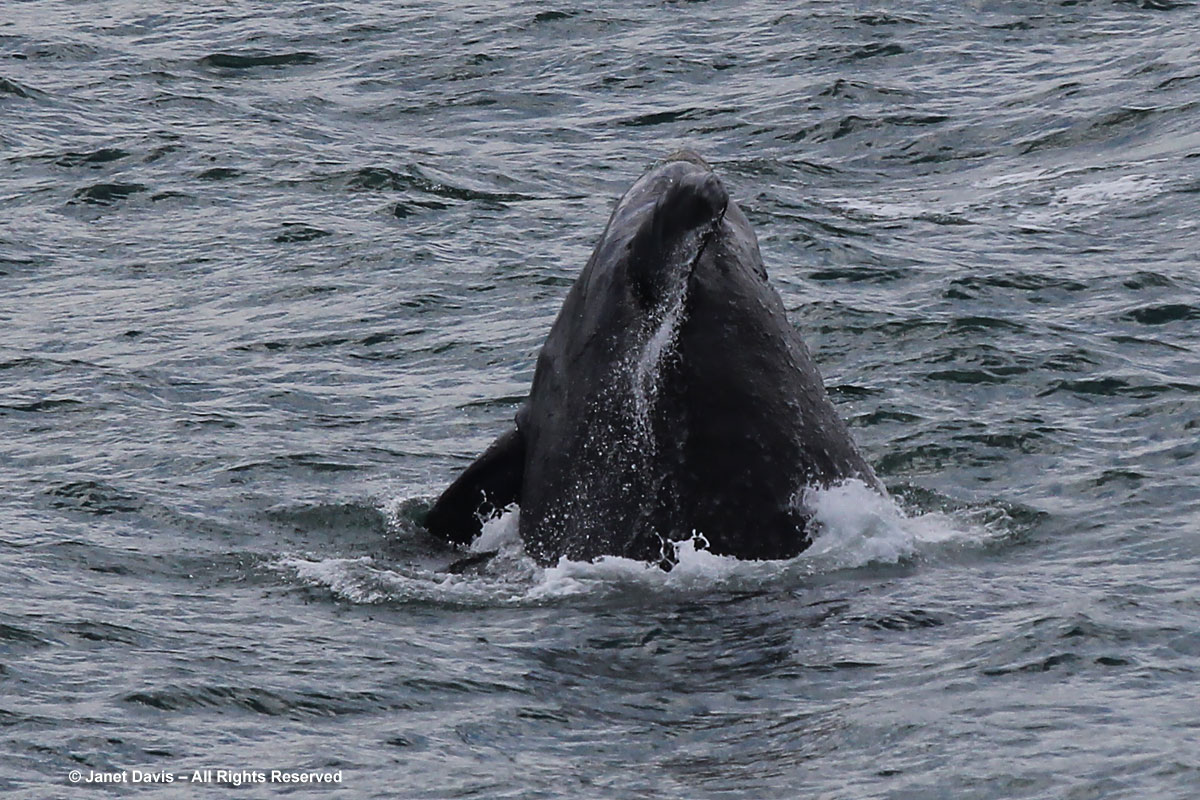 Southern right Whale head