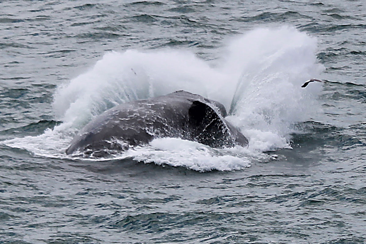 Southern right whale breach splash