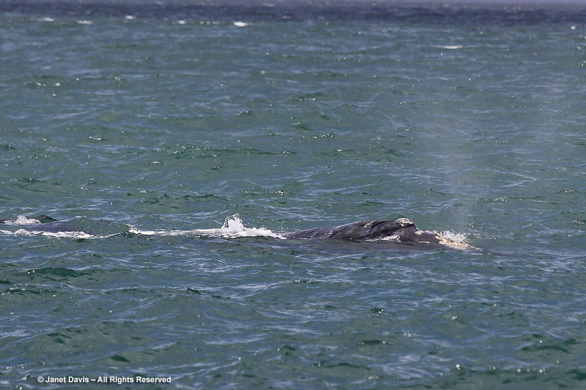 Southern right whale double spout