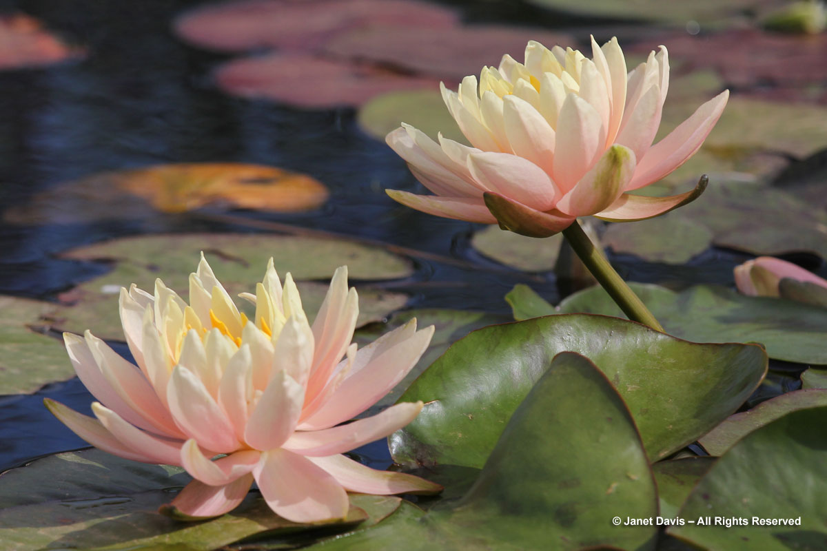 10-Water-lily