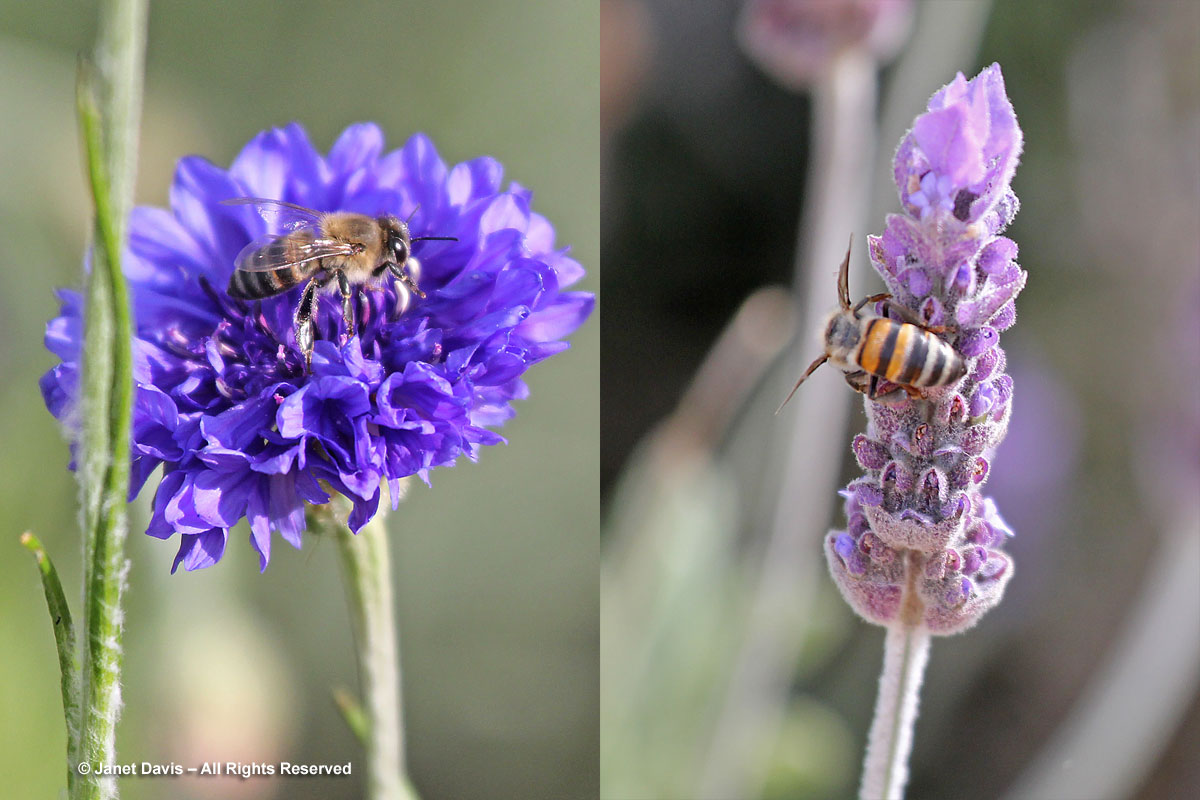 33-Cape honey bees-Apis mellifera capensis