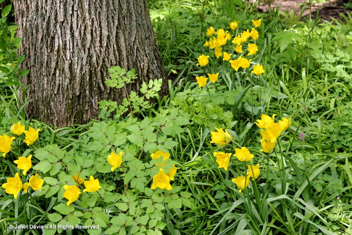 Stylophorum diphyllum & Tulipa sylvestris-Montreal Botanical Garden