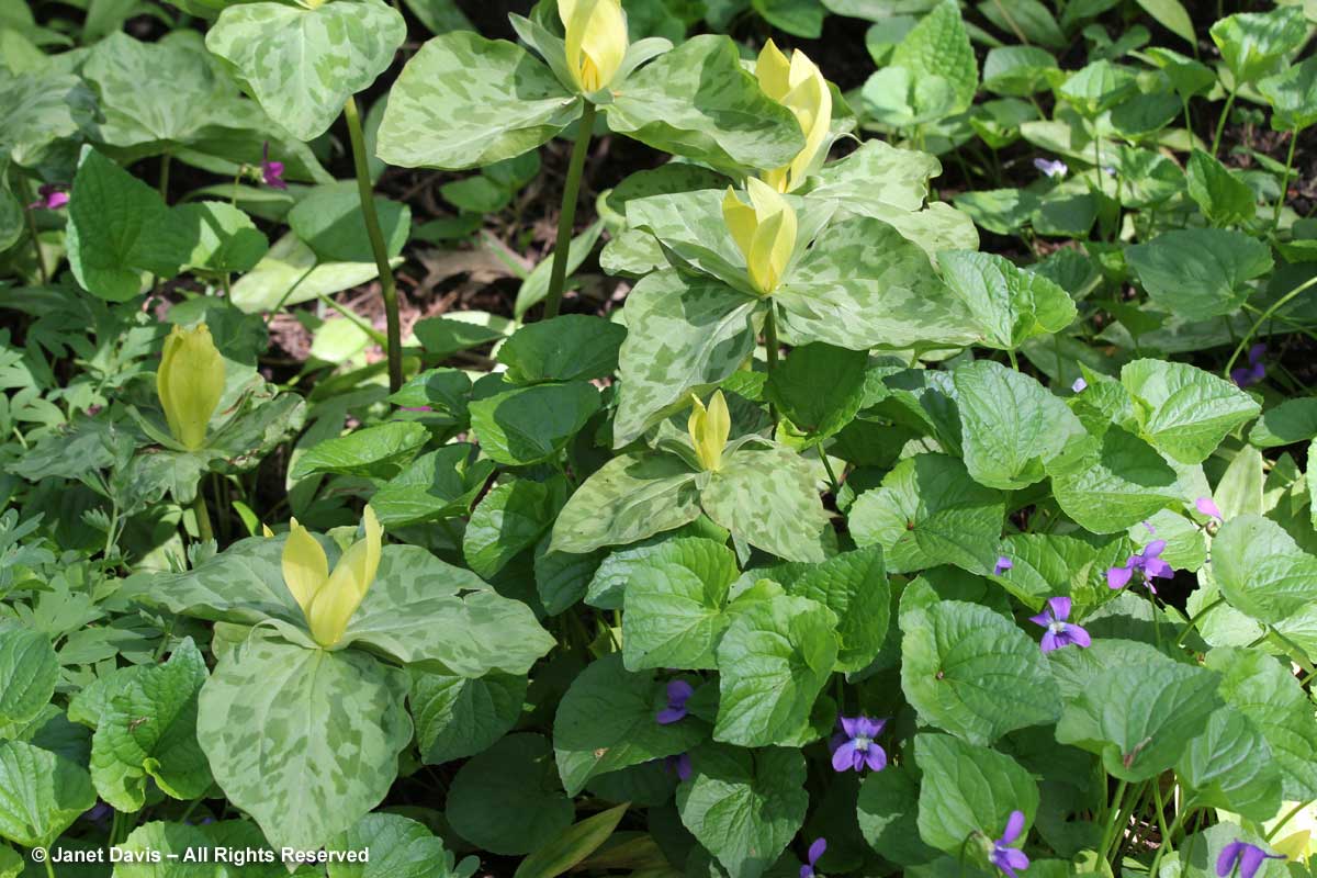 Trillium luteum & Viola sororia-Montreal Botanical Garden