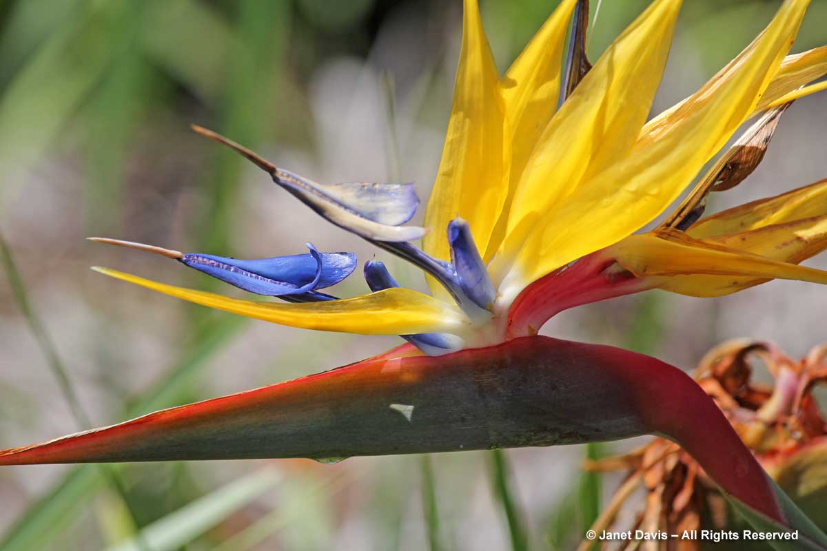 03-Strelitzia reginae 'Mandela's Gold'