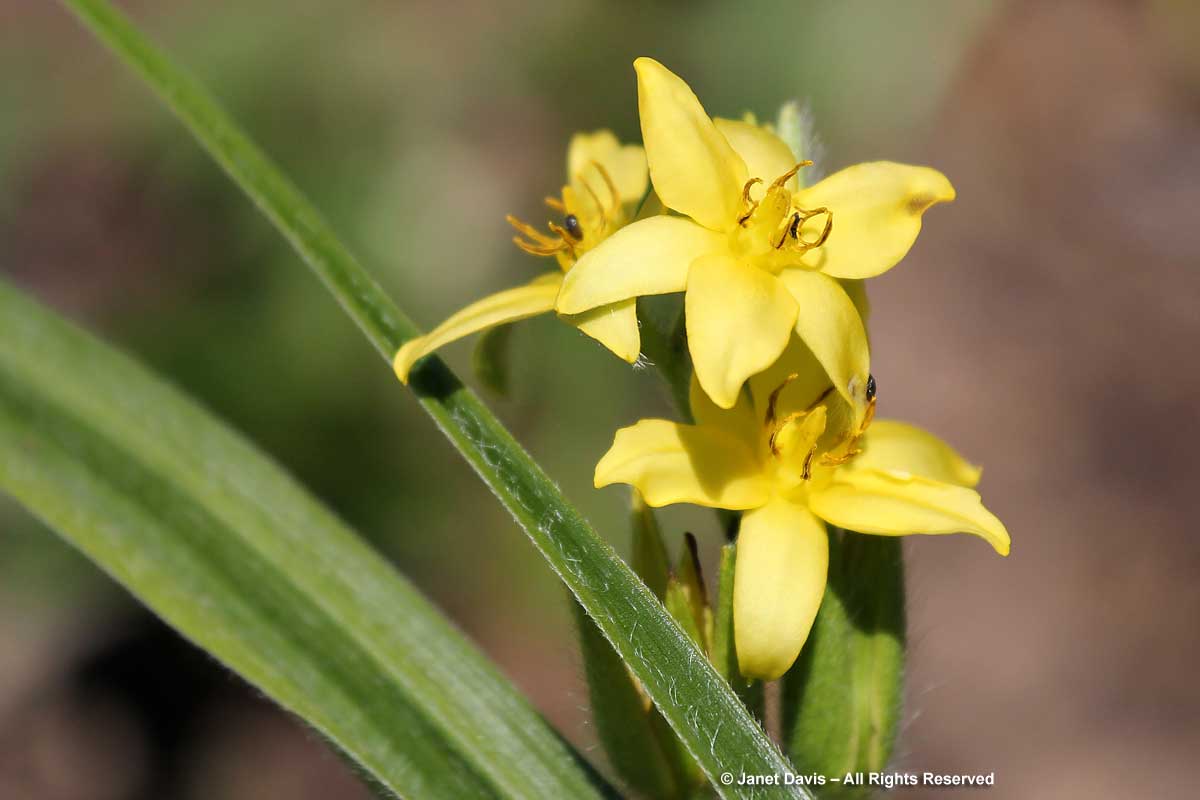 04-Hypoxis hemerocallidea-African star grass