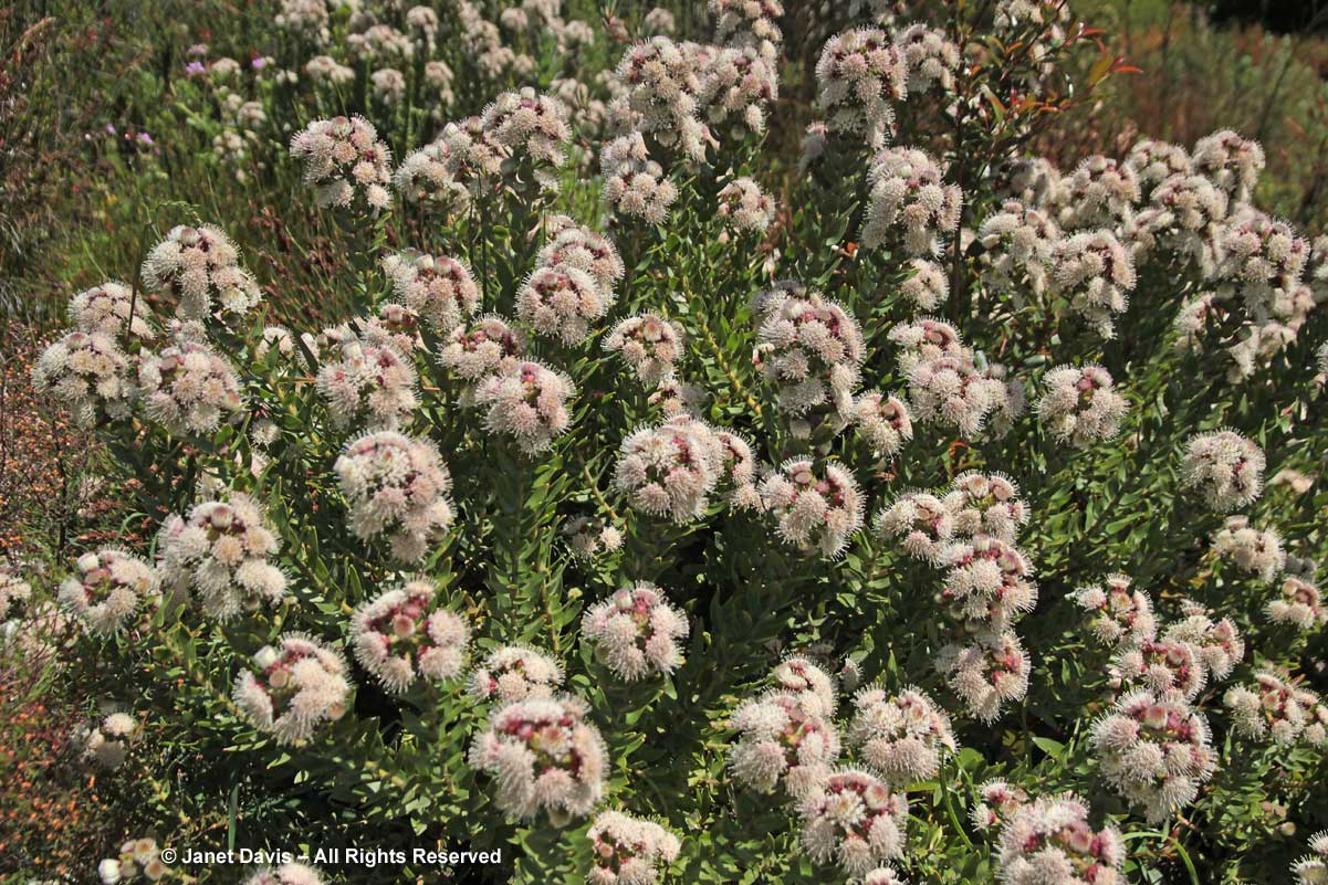 07-Leucospsermum bolusii-Gordon's Bay Pincushion