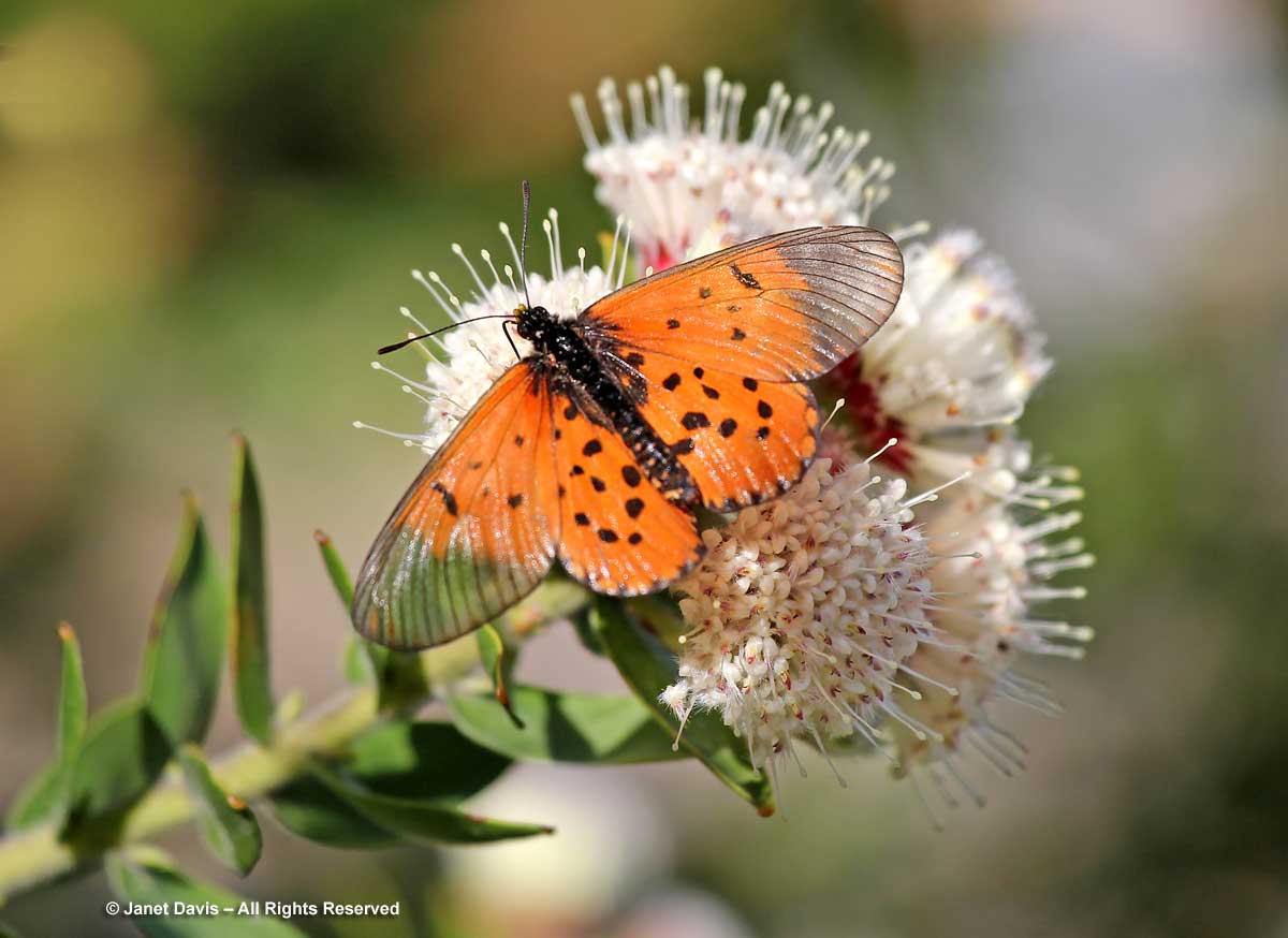 08-Acraea horta-Leucospermum bolusii