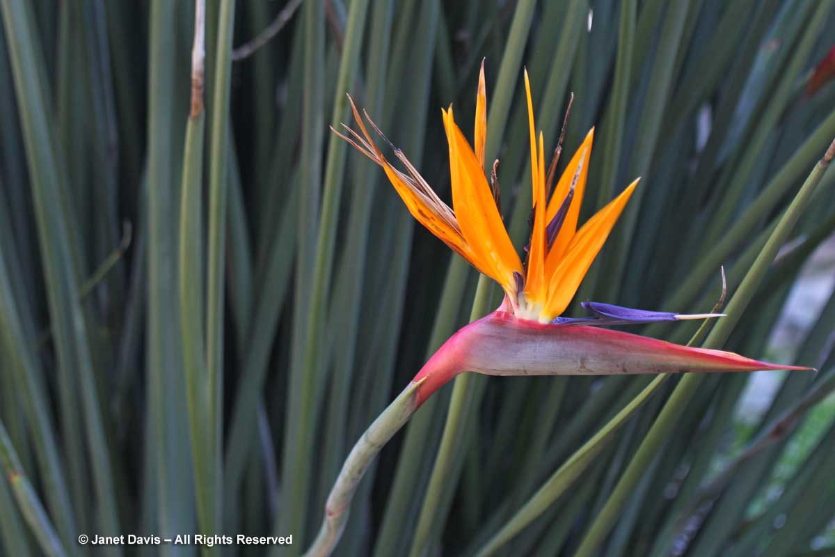 10-Strelitzia juncea