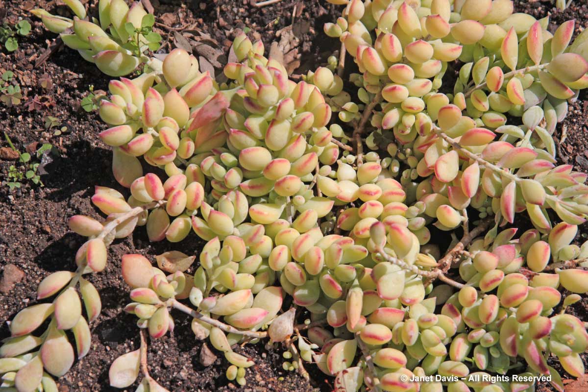 11-Cotyledon pendens-Cliff cotyledon