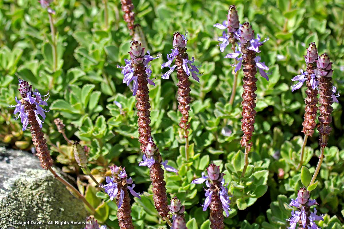 13-Plectranthus neochilus 'Peppermint Cream'