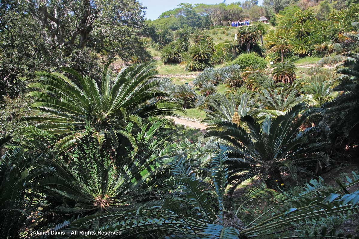 14-Cycads at Kirstenbosch