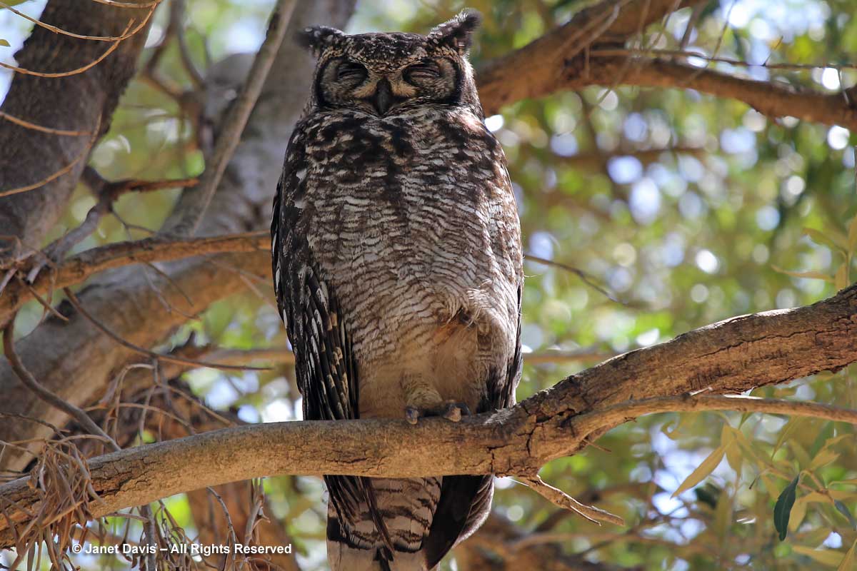 15-Spotted Eagle Owl-Bubo africanus