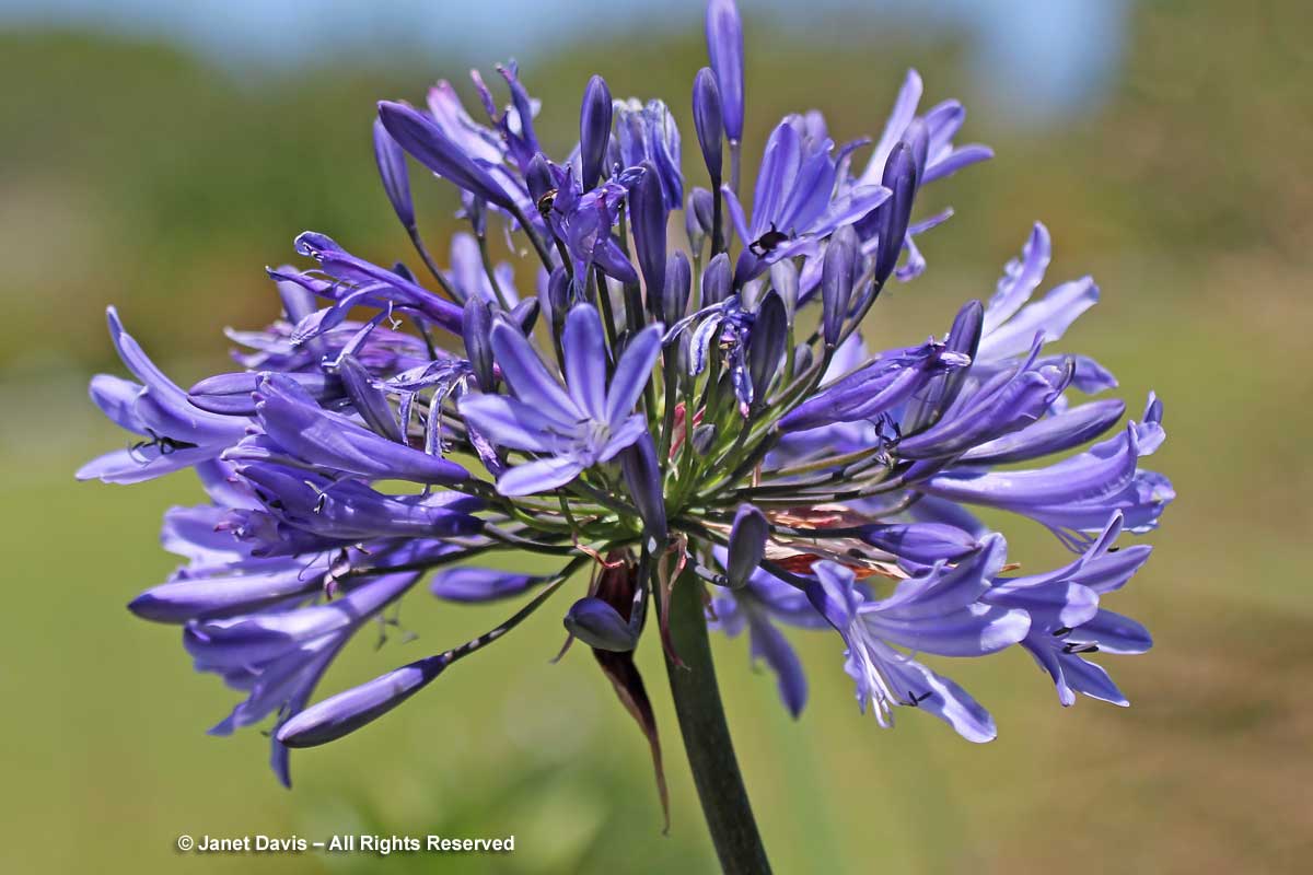 16-Agapanthus caulescens ssp angustifolius