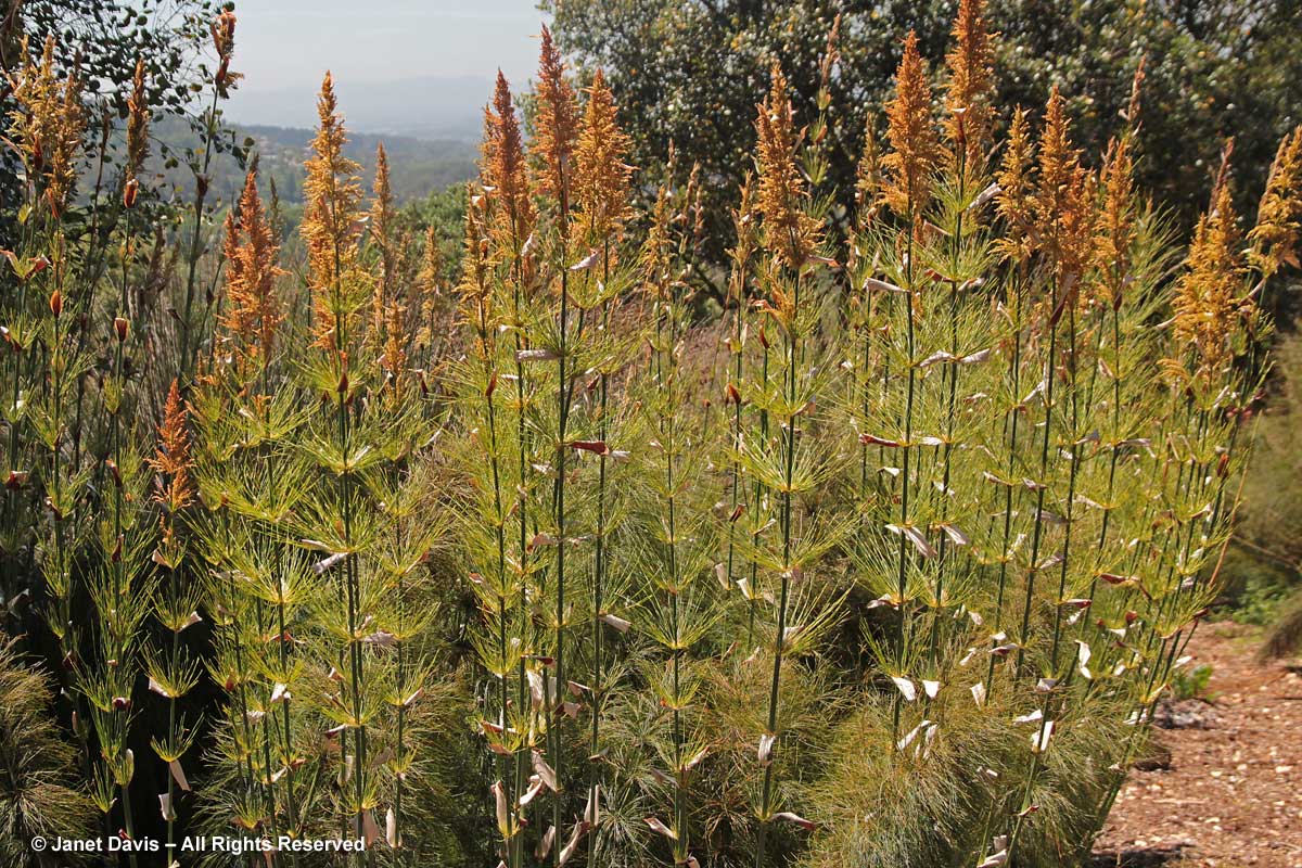 20-Elegia capensis