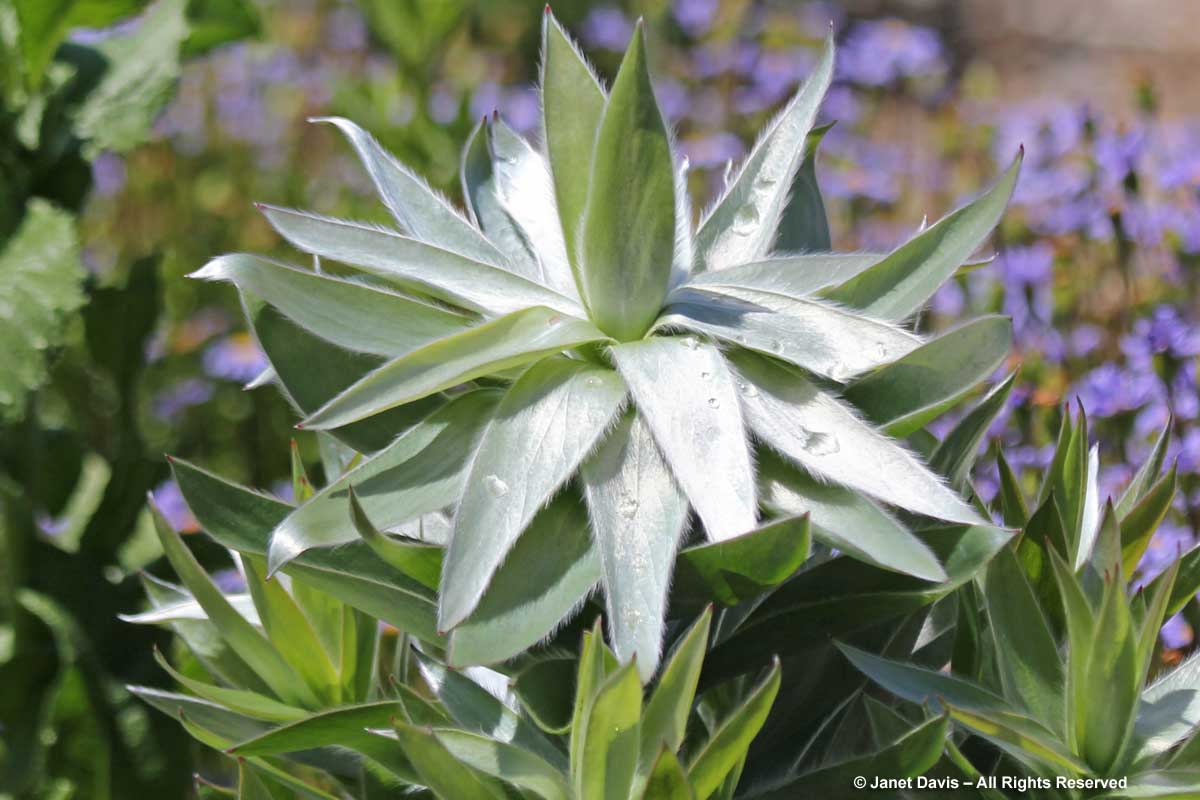 22-Leucadendron argenteum-Silvertree