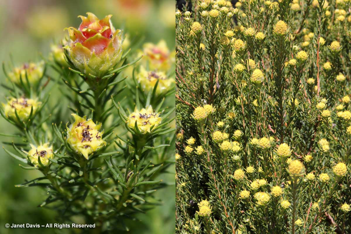 23-Leucadendron linifolium & Leucadendron thymifolium