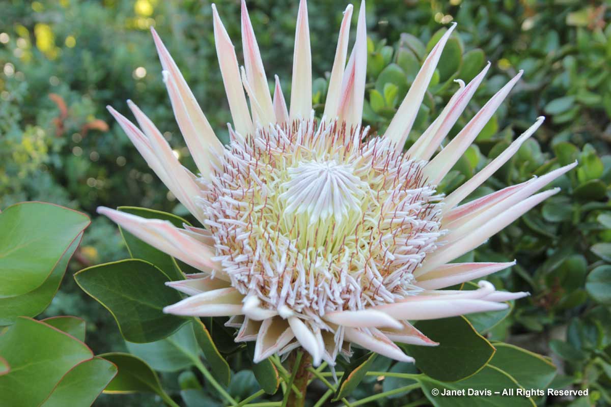 24-Protea cynaroaides