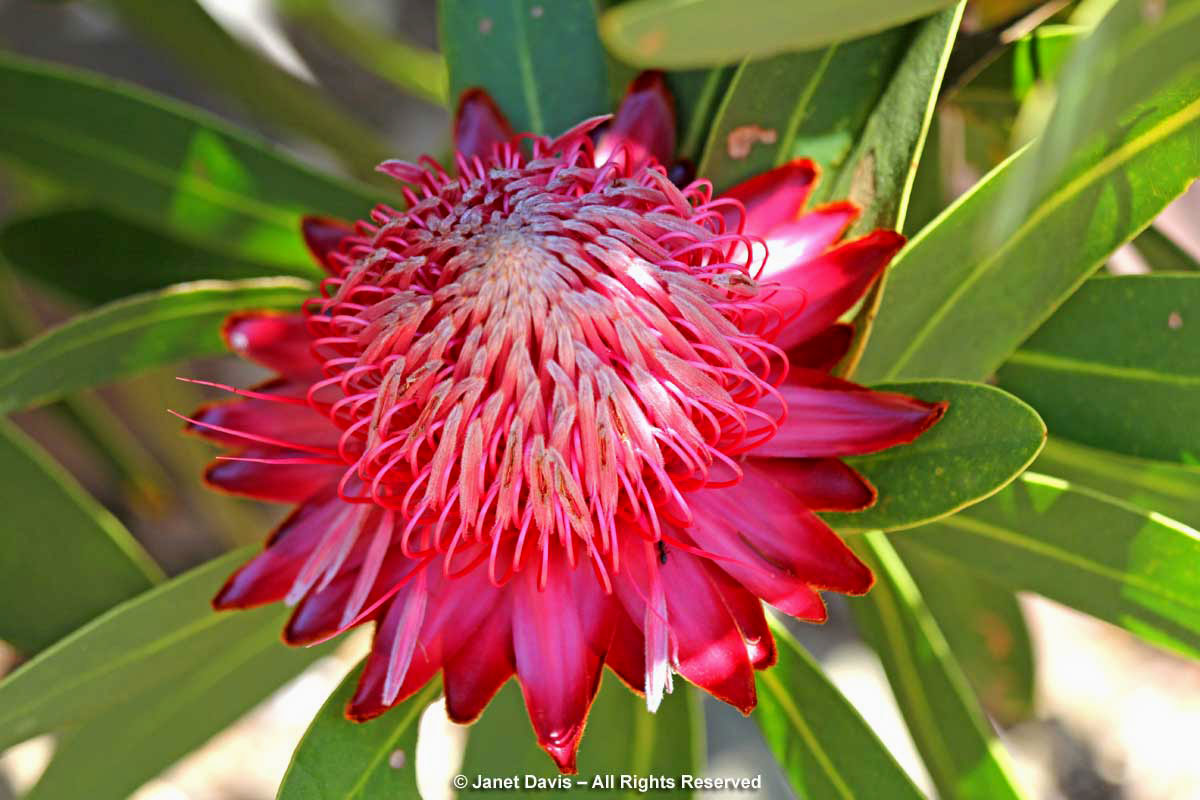 25-Protea rubropilosa