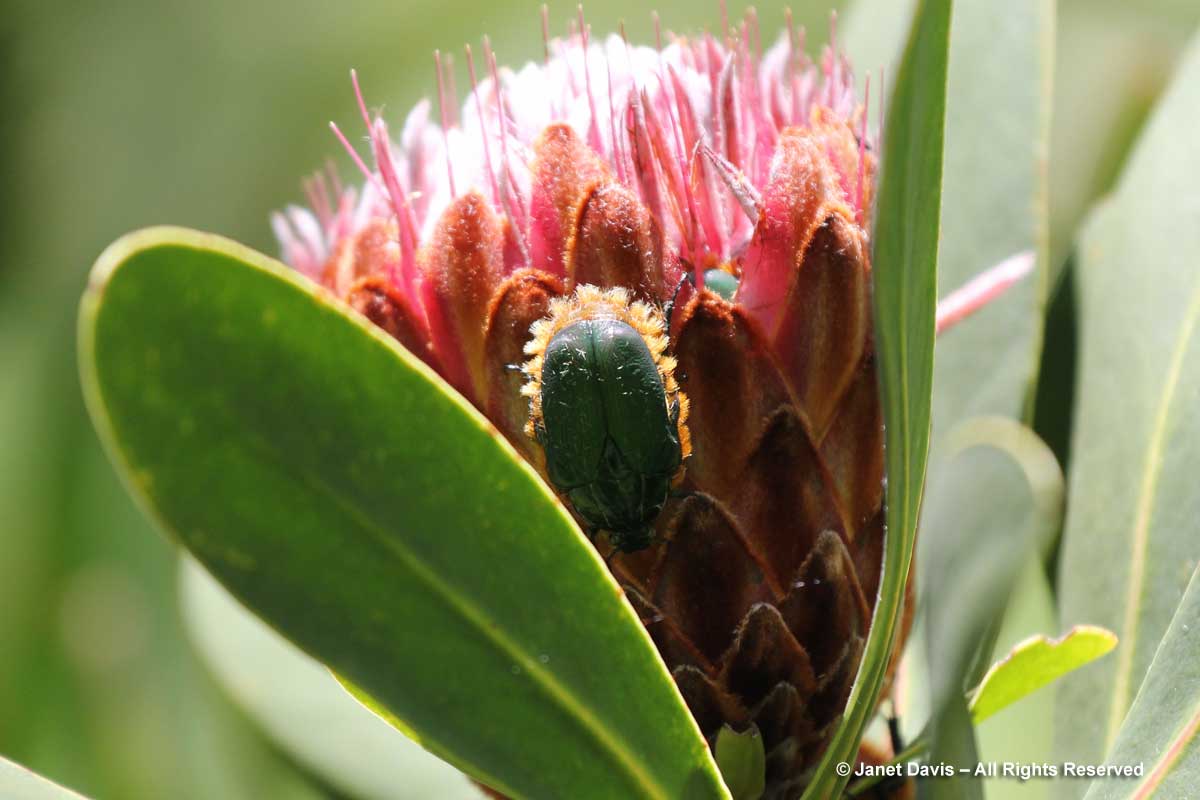 26-Protea beetle-Trichostetha fascicularis