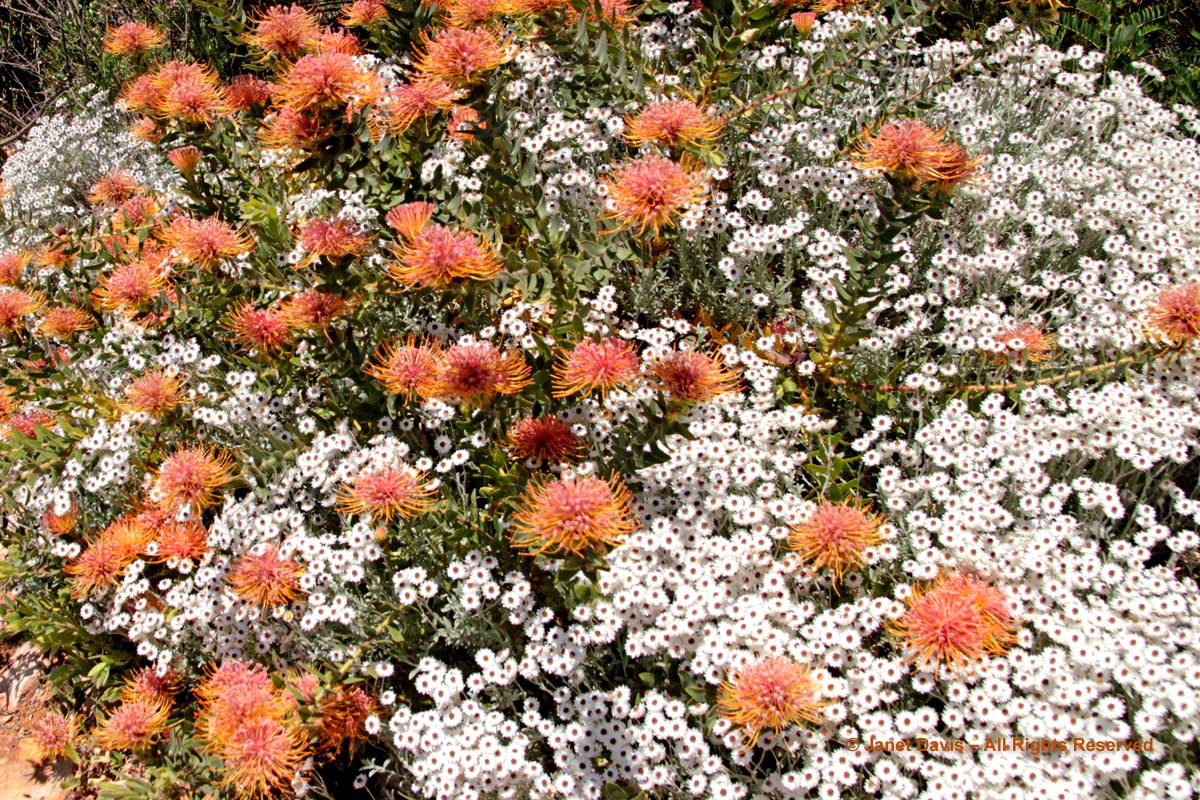 27-Leucospermum tottum and Syncarpha vestita