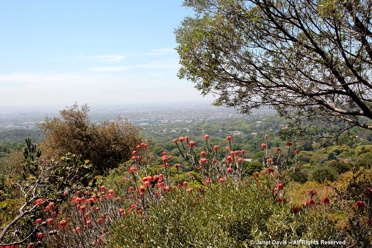 28-Leucospermum reflexum-Kirstenbosch