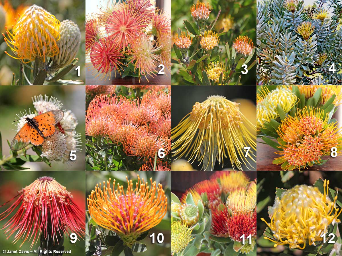 29-Leucospermum array-Kirstenbosch
