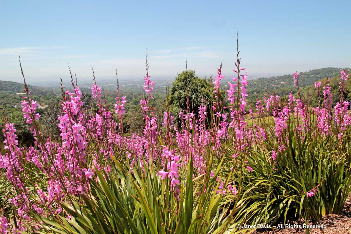 30-Watsonia borbonica-Kirstenbosch