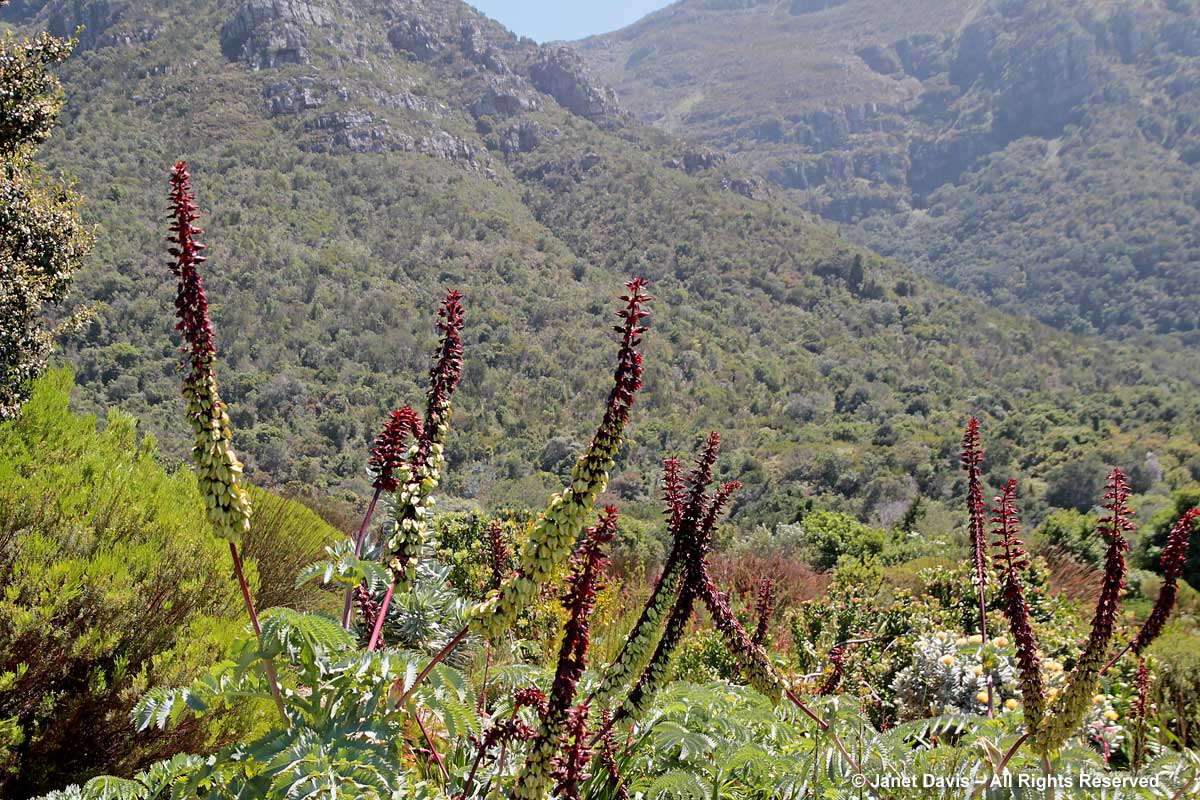 31-Melianthus major-Kirstenbosch