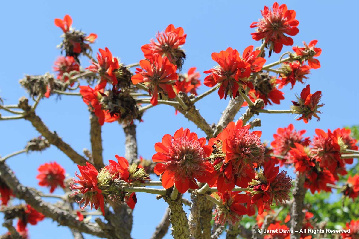 33-Erythrina latissima-broad-leaved coral tree