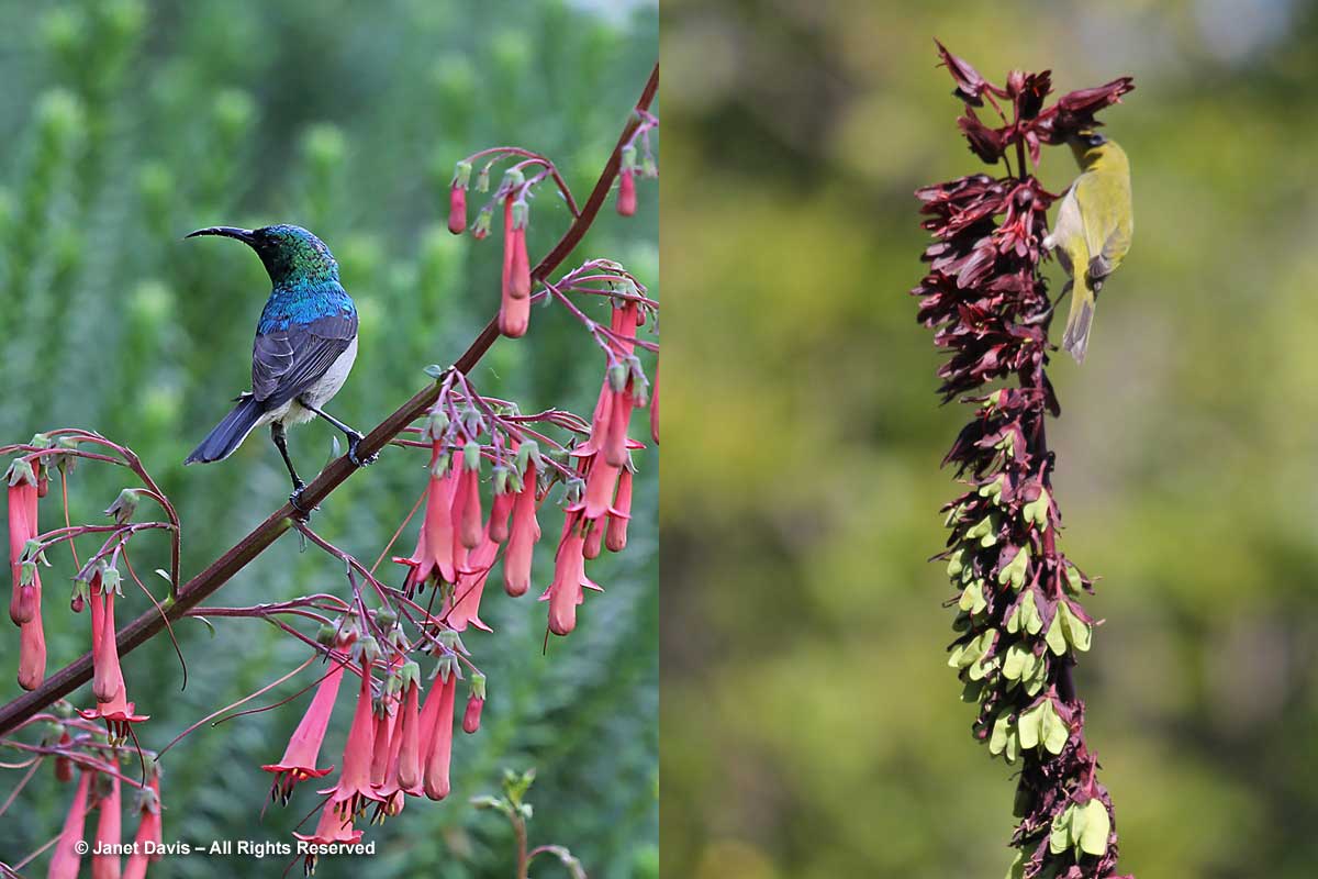34-Birds nectaring-Kirstenbosch