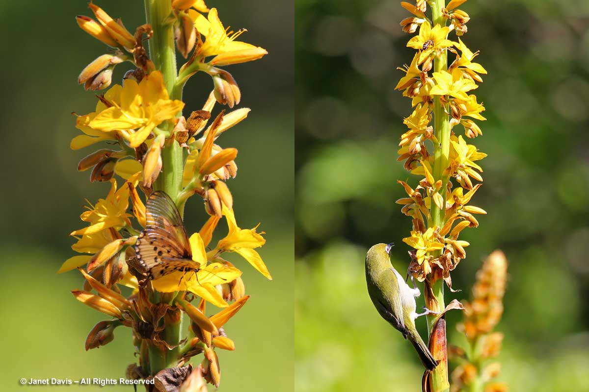 35-Wachendorfia thyrsiflora-bird & bee nectaring