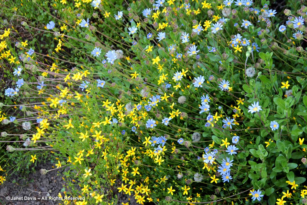 37-Felicia amelloides & Cineraria saxifraga