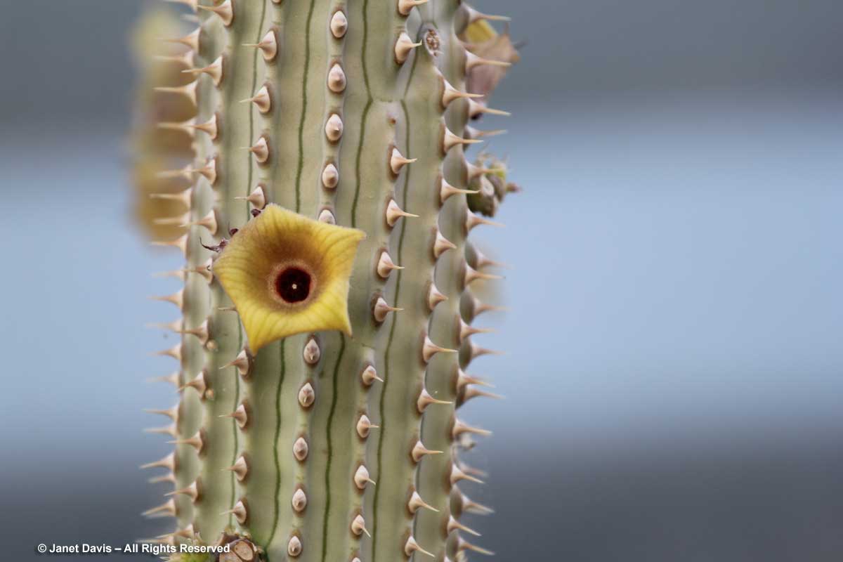 39-Hoodia parviflora