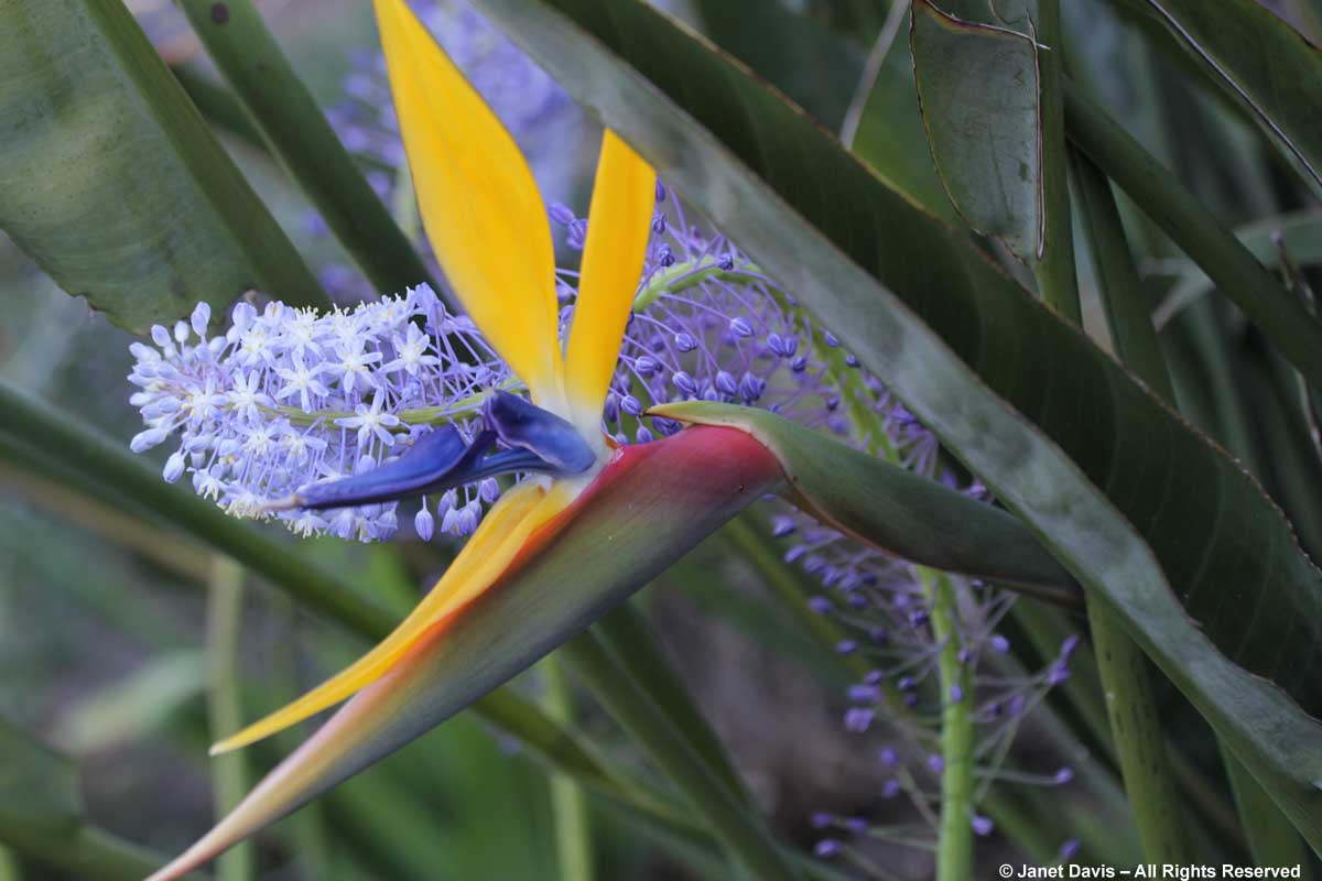 41-Merwilla plumbea & Strelitzia reginae 'Mandela's Gold'