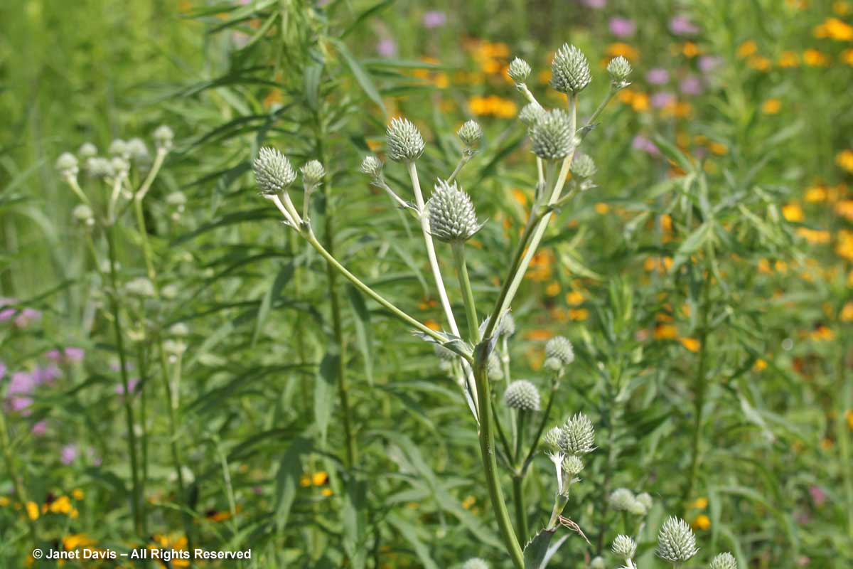 Eryngium yuccifolium-rattlesnake master