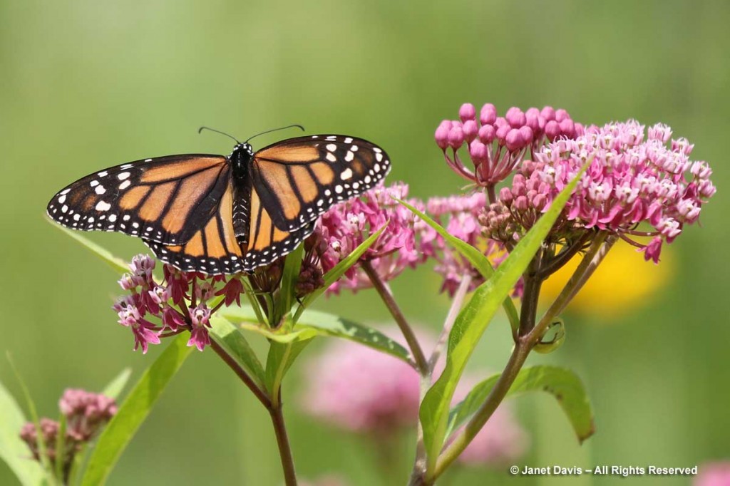 Monarch butterfly-Asclepias incarnata | Janet Davis Explores Colour