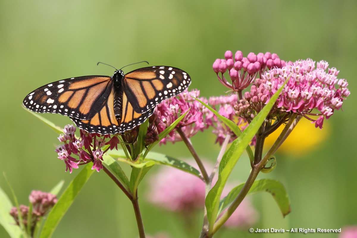 Monarch butterfly-Asclepias incarnata